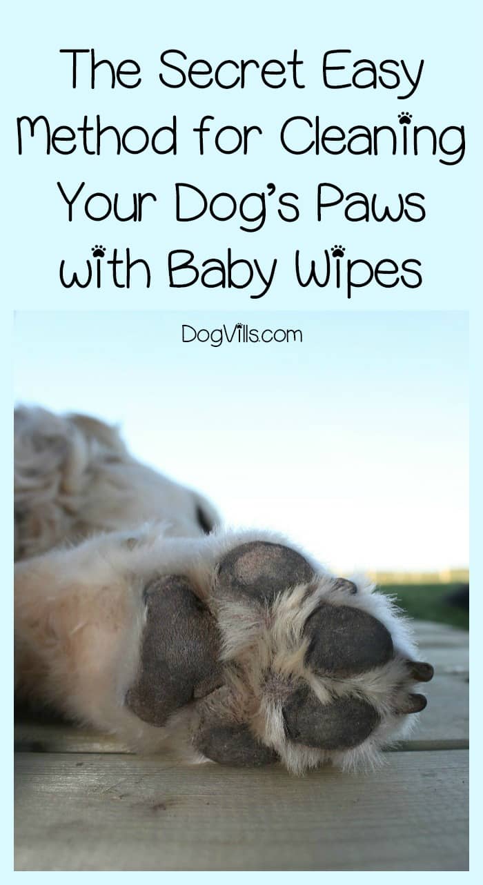 The Secret Easy Method for Cleaning Paws with Baby Wipes