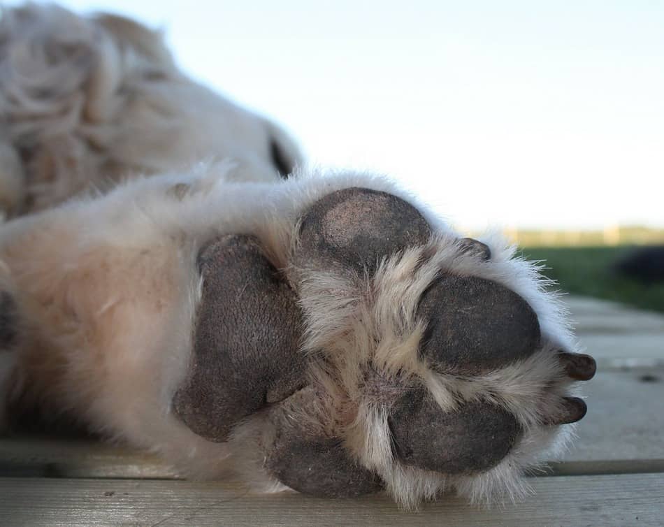 The Secret Easy Method for Cleaning Paws  with Baby Wipes