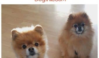 Have you ever seen a dog do a handstand? Check out today’s dog news story about Jiff the Pomeranian and you will!