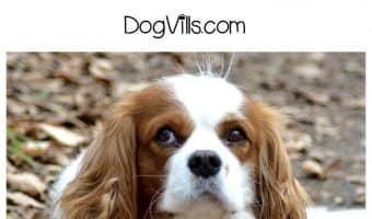 Should you get a dog flu vaccine for Fido? Did you even know dogs got the flu? Check out the pros and cons, then talk to your vet to see if it’s needed!