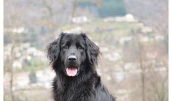 So you love the idea of collars with bells but you’re not sure if Fido will like them, right? Check out our tips for determining if your dog will tolerate these types of collars!