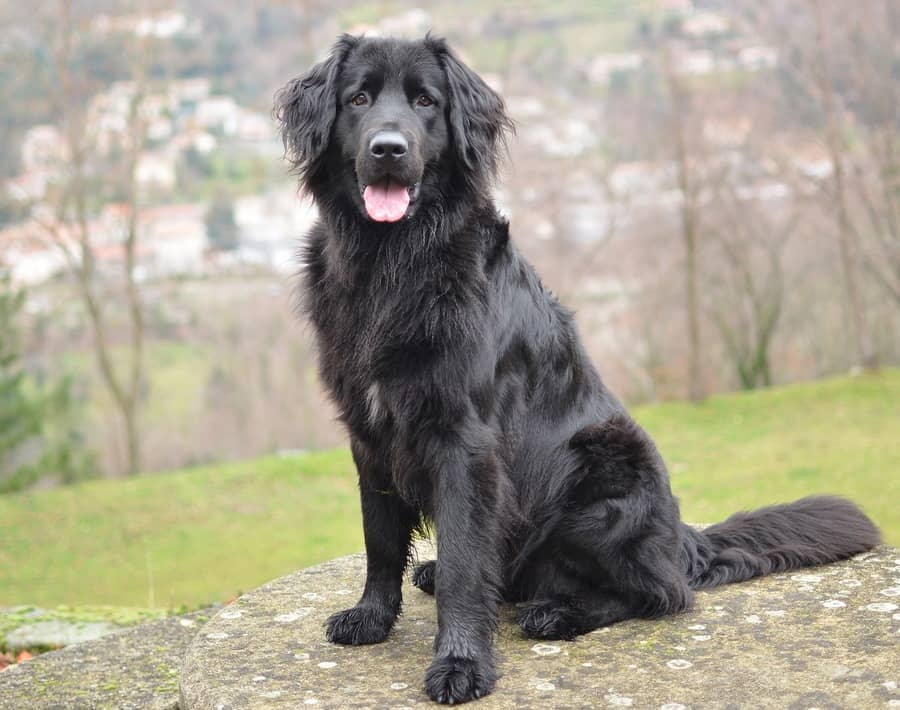 Are Collar Bells Bad Dog