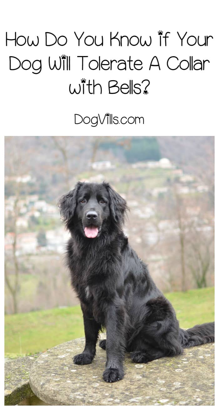 Will Your Dogs Tolerate Collars with Bells? DogVills