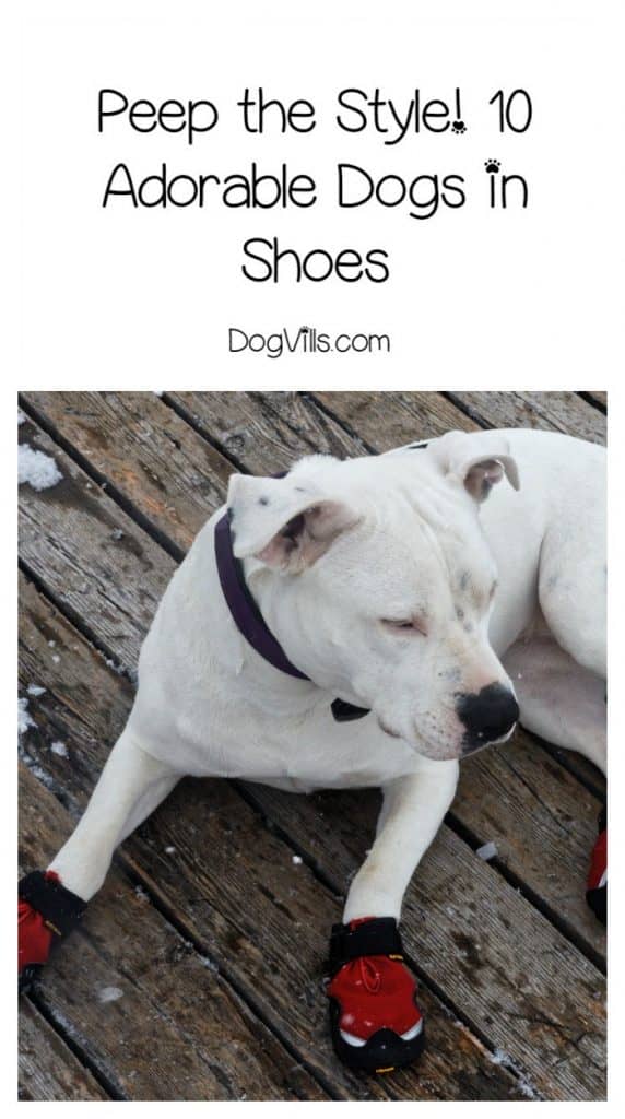 10 Pictures Of Dogs in Shoes You Need in Your Life Right Now DogVills