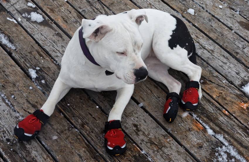 slip on shoes for dog walking