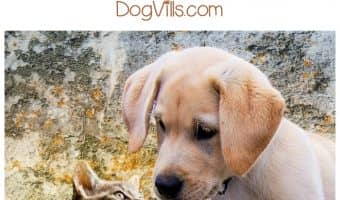 In the debate between dogs vs. cats, who wins the day? Check out 7 reasons why dogs really are man’s best friend!