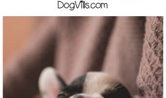 Finding an ethical dog breeder can seem like no small feat. Check out these tips from an expert to help you avoid bad breeders!