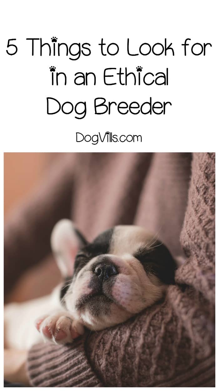 5 Steps to Find an Ethical Dog Breeder DogVills