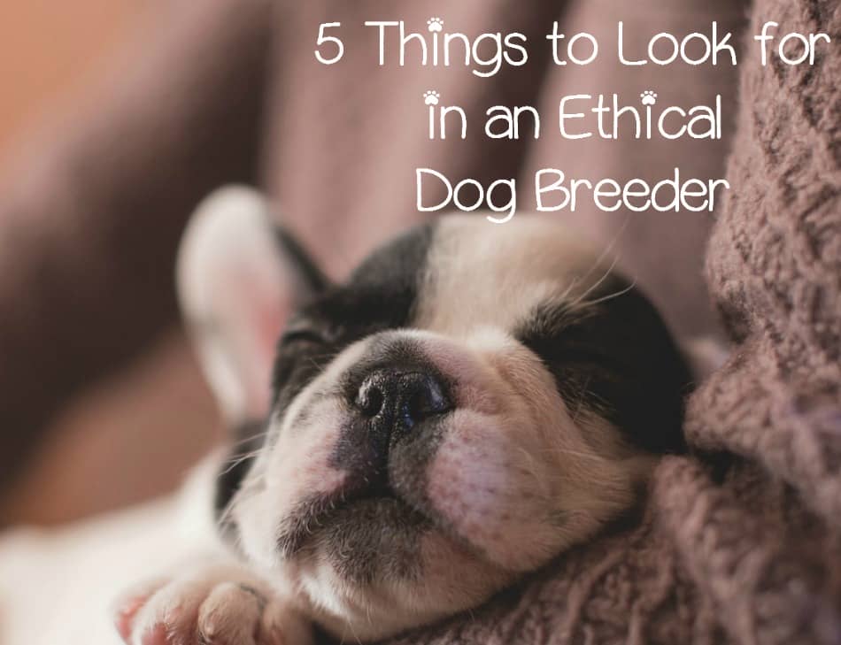 5 Steps to Find an Ethical Dog Breeder DogVills