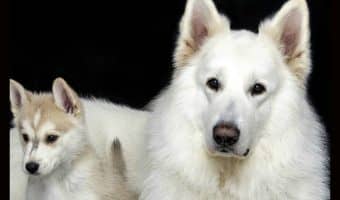 A hungry dog may be a sick dog. OR he may just be a dog who wants to eat all day. See your vet to determine which your hungry dog is. Read on for more info.