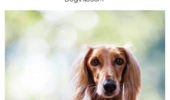 Protecting your dog is up to you! Here's what you need to know about responsible dog ownership!