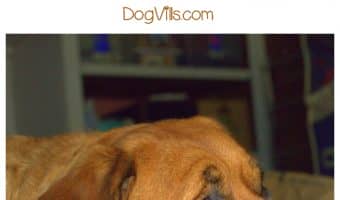 A bored pooch is a destructive pooch! Check out 10 simple ways to relieve dog boredom! Thank us when your favorite shoes don’t become dog toys!