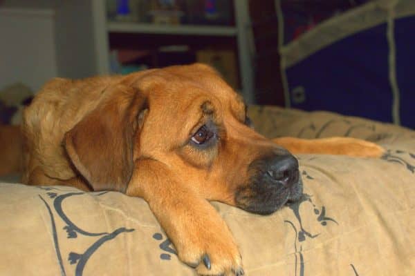 A bored pooch is a destructive pooch! Check out 10 simple ways to relieve dog boredom! Thank us when your favorite shoes don’t become dog toys!