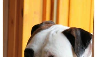 Fido making a mad dash to escape every time you open the door? Check out 5 training tips to prevent your dog from running out the door!