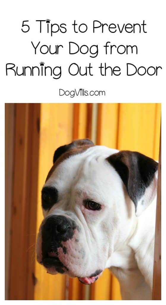 5 Training Tips To Stop Your Dog From Running Out The Door