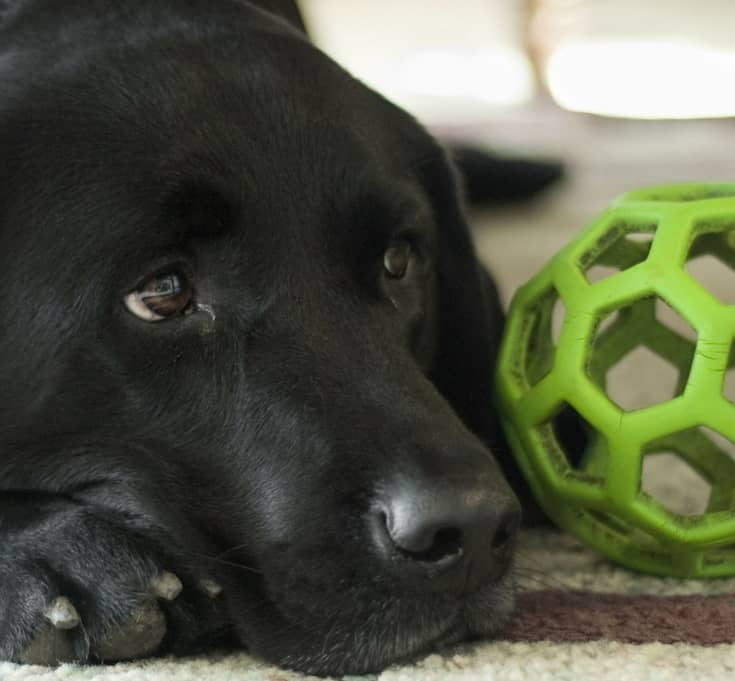 6 Reasons You Hate Leaving Your Dog At Home DogVills