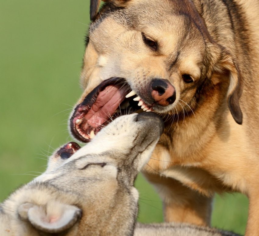 Want to know how to stop a dog fight BEFORE it starts? Check out these 5 dog training tips to keep the peace between the pups!