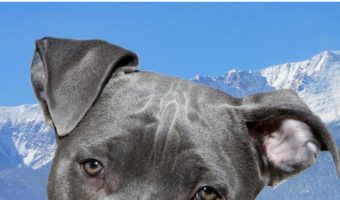 How insanely adorable are these cute pics of blue nose pits? Seriously, cuteness overload! Check them out when you need a smile!