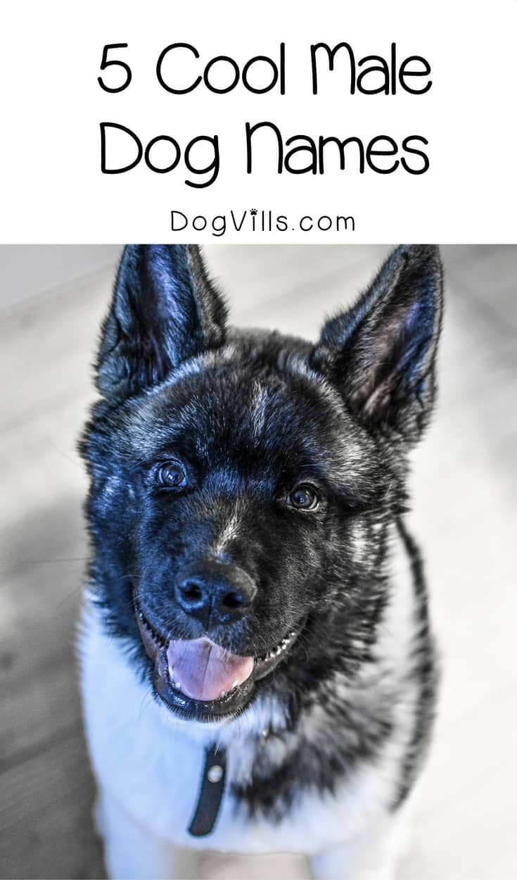 5 Incredibly Cool Male Dog Names For Your Awesome Pup DogVills