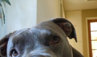 Thinking about getting a pit but not sure which one to get? Check out 5 fun blue nose pit bull facts to inspire you!