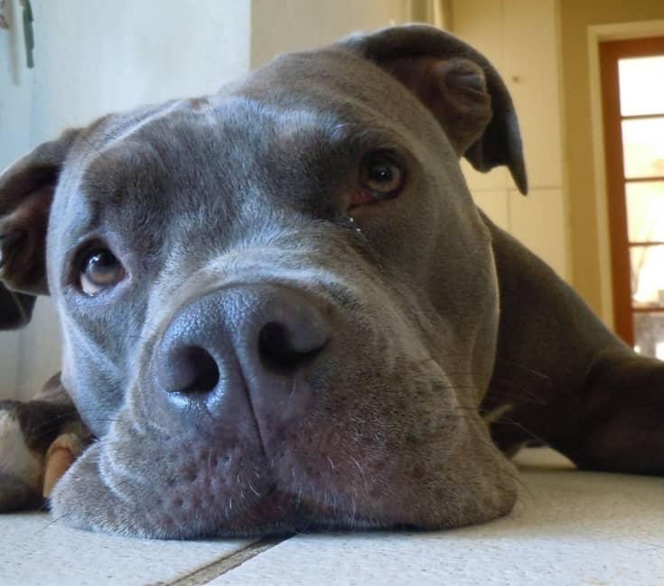 blue nose pitbull stuffed animal