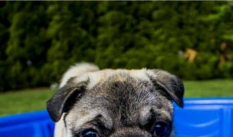 How can you keep dogs cool AND busy in the summer? Check out these 7 ways to cool Fido down while keeping him entertained!