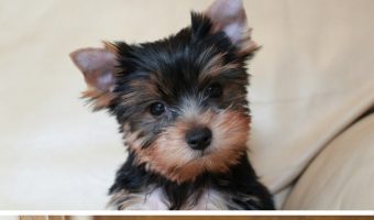Watch these pups grow up right before your eyes with these 10 adorable before and after pictures of dogs! Check them out!