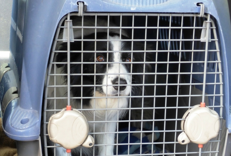 border collie riding in a dog crate in a car