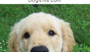 Dogs have great benefits when it comes to autism, but their bark can be overwhelming. Try these 6 tips to help your autistic loved one get used to it.
