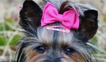 Think you go overboard with spoiling your pooch? These most pampered dogs in Hollywood will make you feel a little better! Check them out!