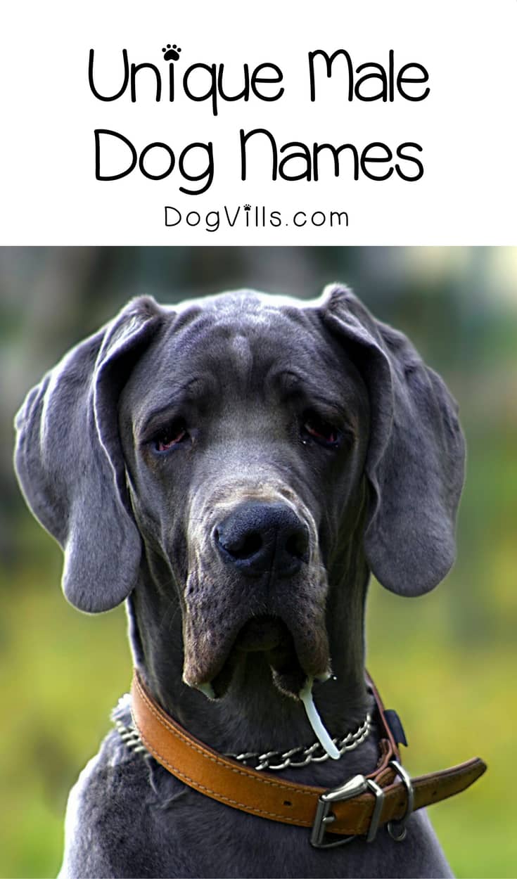 6 Incredibly Unique Male Dog Names You'll Love - http://www.dogvills.com