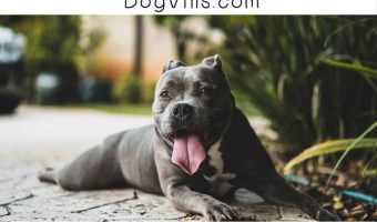 What is the difference between blue nose and red nose pit bulls? You might be surprised by the answer! Check it out!