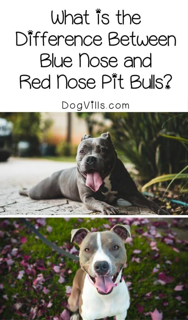 different types of red nose pitbulls