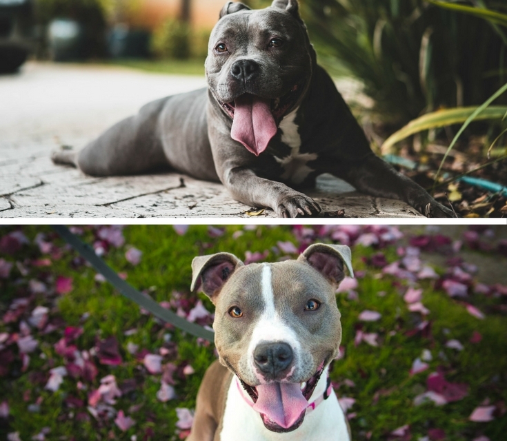What is the Difference Between Blue Nose and Red Nose Pit ...