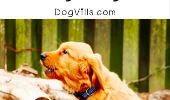 Got a whining dog that’s driving you bonkers? Find out what, if anything, you can do when your pooch is kind of a cry baby!