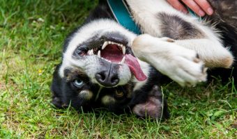 Raising a husky/border collie mix is a challenge if you don't understand the breeds. Check out 5 tips that EVERY dog parent can use!