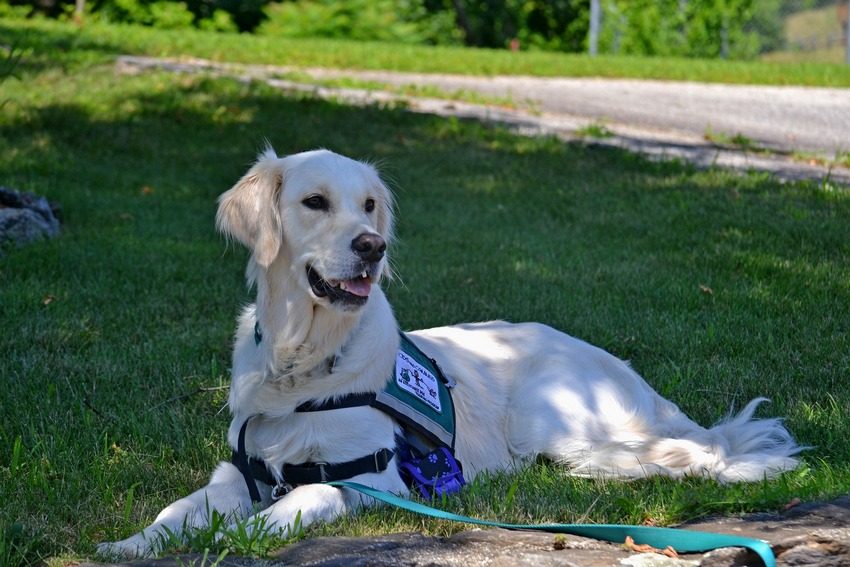 Service dogs can do so many wonderful things for kids with autism that you may never have thought possible! Check out 4 things that may surprise you!