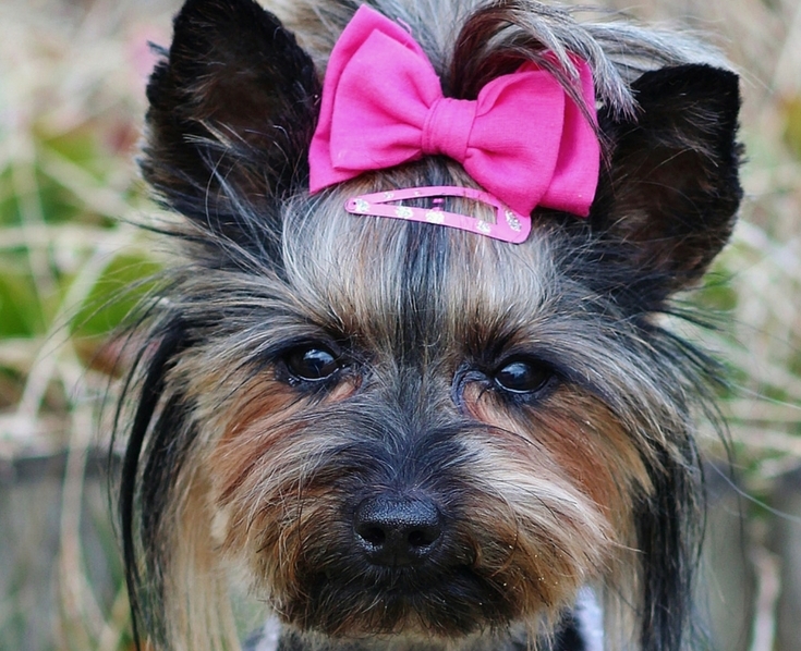 The 4 Most Pampered Dogs in Hollywood http//www