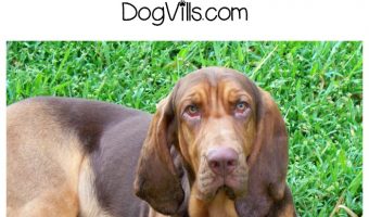 Cherry Eye in Dogs: What is it and how can you treat it? Check out our complete guide to understanding this dog health problem!