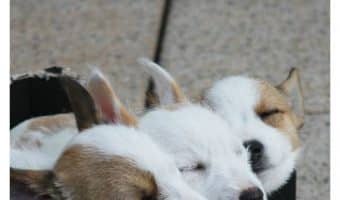 Get ready for 13 of the cutest puppy naps you’ll see all day! Don’t you just want to curl right up with them and bury your face in that soft fur! Check them out!