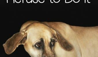 Eating alone just doesn't fly with some dogs. It's usually nothing to be concerned with, though. Learn more about why some dogs just won’t do it!