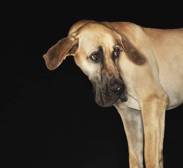 Eating alone just doesn't fly with some dogs. It's usually nothing to be concerned with, though. Learn more about why some dogs just won’t do it!