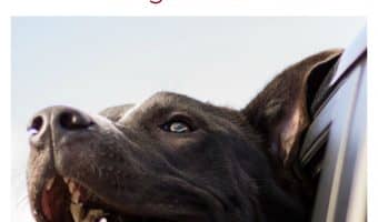 These adorable dogs sticking their heads out of the car window will definitely put a smile on your face! Check them out in today’s dog news story!