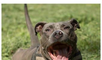 How big do female pit bulls get? Check out our guide to size, weight and the factors that play a role in APBT size.