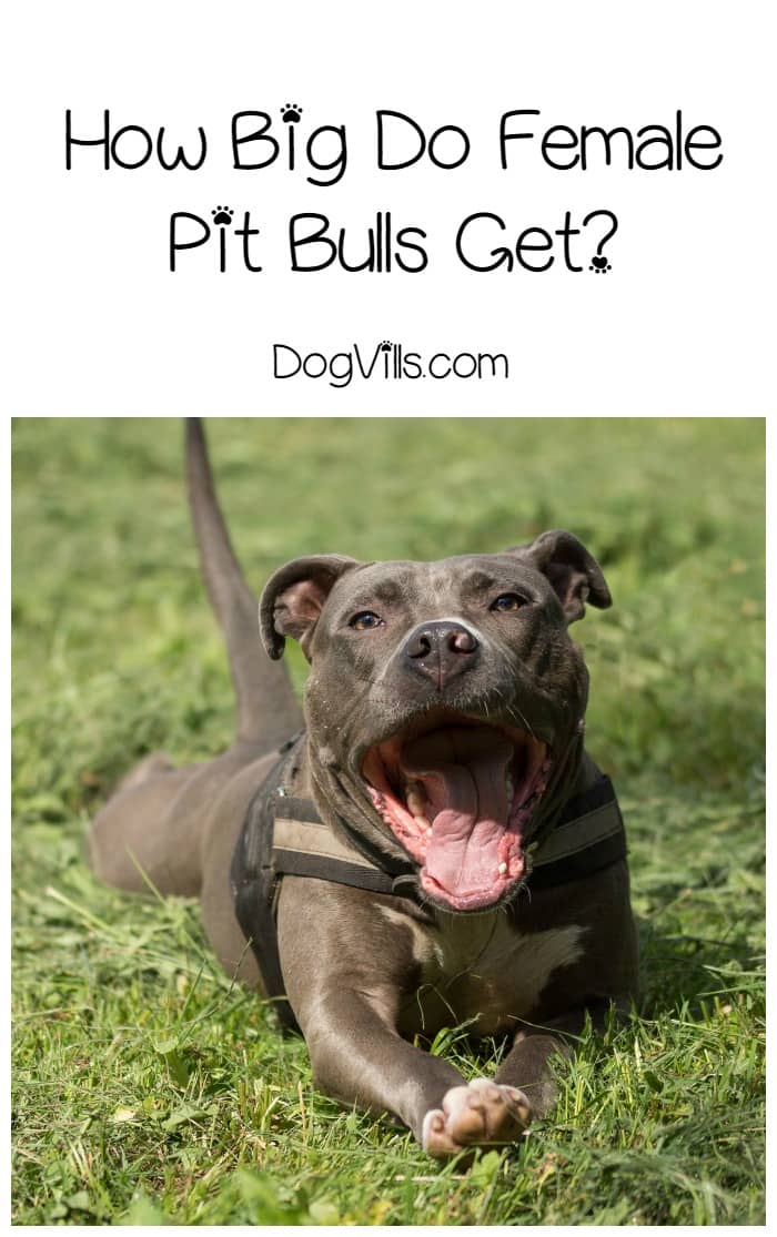 Average Pitbull Weight Chart