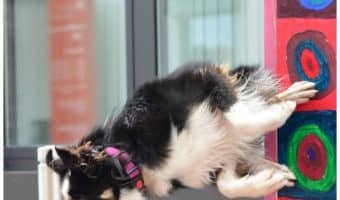 We’ve seen dogs do some pretty awesome things, but these 10 impressive dog tricks left us totally amazed! Check them out!