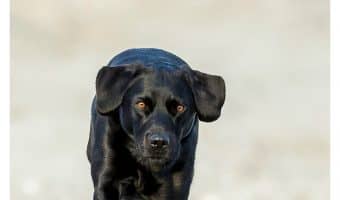 Wondering how to make your dog run faster so he can keep up with your active lifestyle? Check out these tips for healthy dogs!