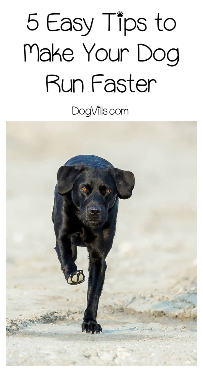 5 Easy Tips To Make Your Dog Run Faster DogVills 5-easy-tips-to-make-your-dog-run-faster-dogvills