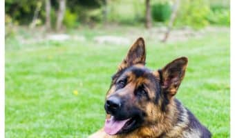 Hip dysplasia is one of the most devastating illnesses for large breed dogs. While you can’t completely prevent it, find out 5 ways to help minimize the risk of hip dysplasia.