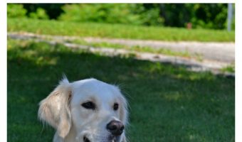 Service dogs can do so many wonderful things for kids with autism that you may never have thought possible! Check out 4 things that may surprise you!